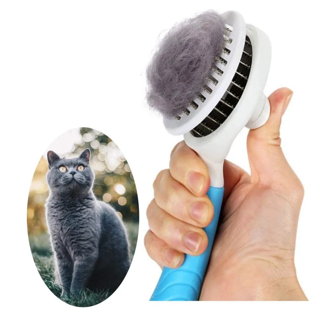 gray cat with cat grooming brush