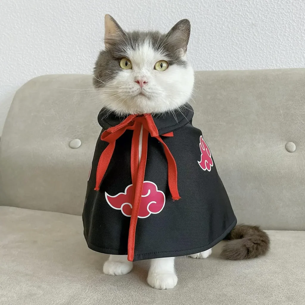 black cute cat clothes