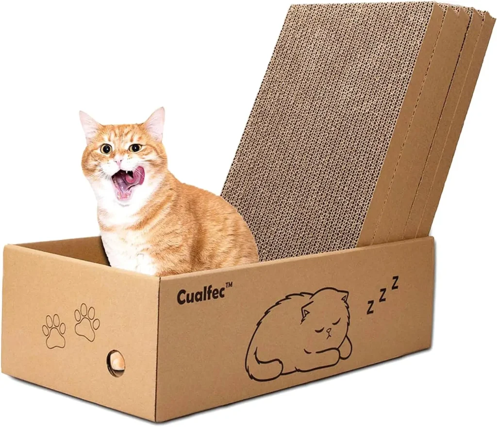 cat box cat present