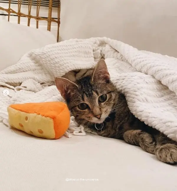 cat gift idea cheese wedge toy