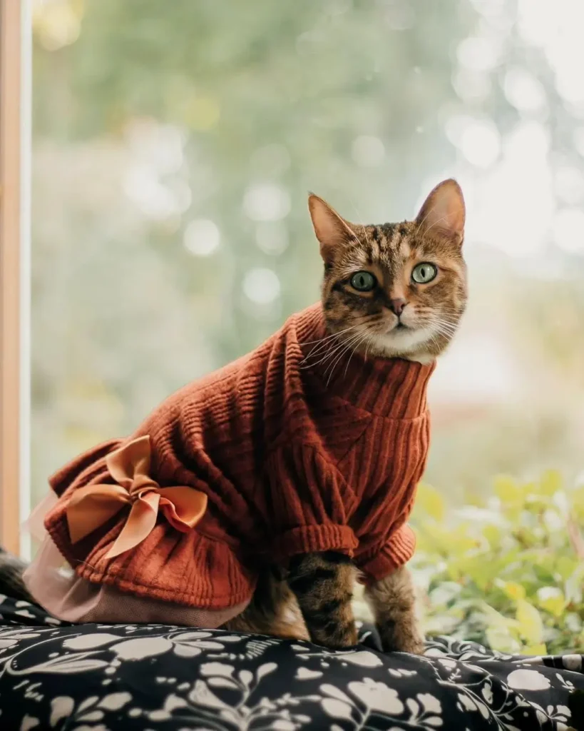 orange cat clothes