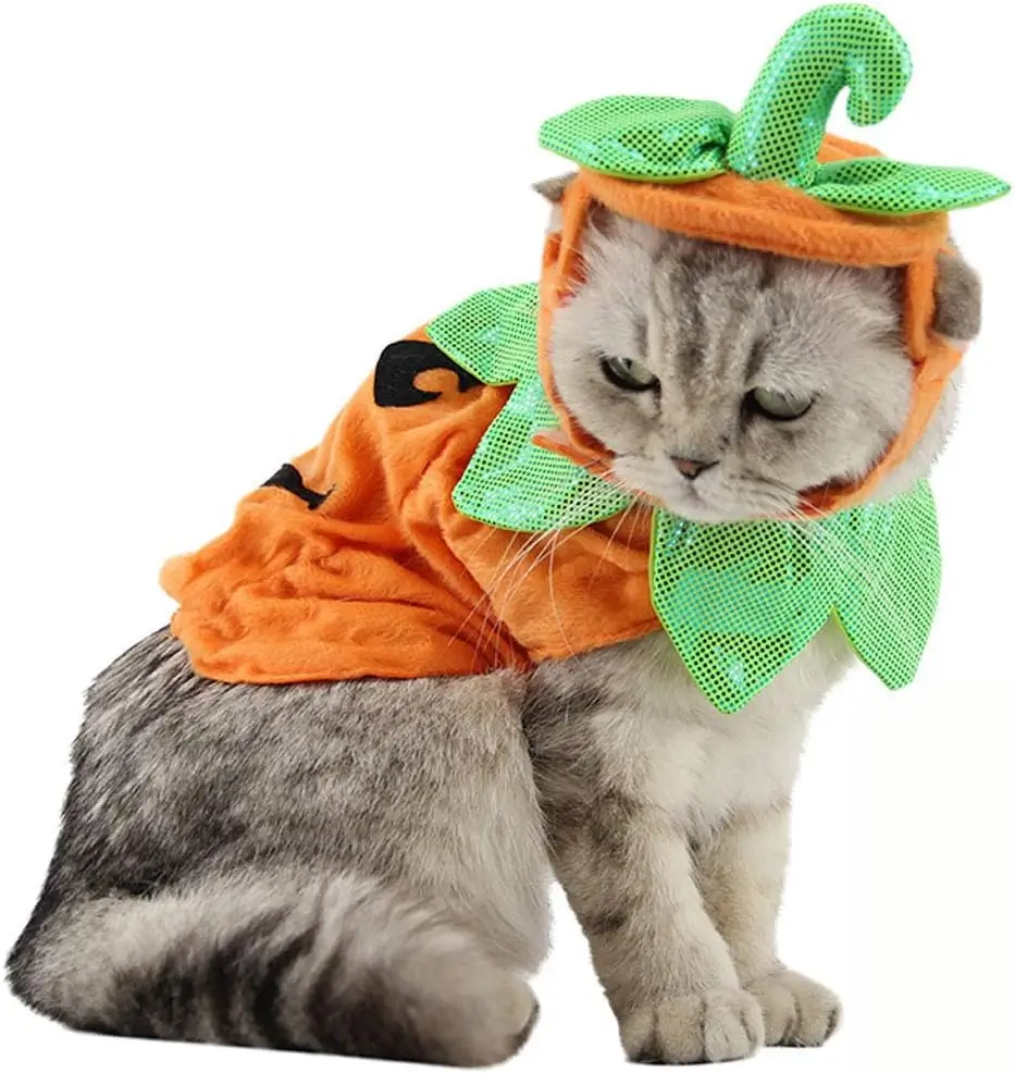 cat dresses pumpkin